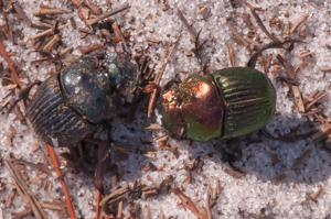 Raibow scarab beetles