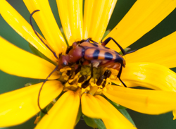 Six-spotted longhorn flower beetle - Strangalia sexnotata