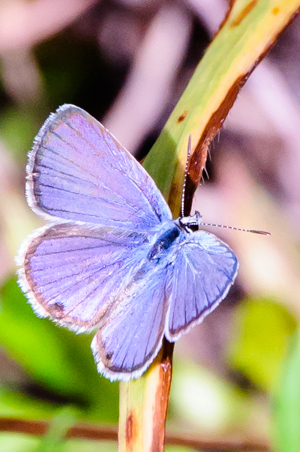 Ceranus blue butterfly, top view