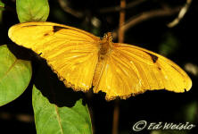 Photo - Julia Heliconian butterfly ( Dryas iulia ), dorsal view.
