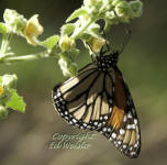 Underside of a Monarch butterfly on Sida acuta