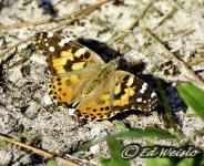 Image - Dorsal view of the Painted lady butterfly.