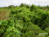 Japanese Climbing Fern (Lygodium japonicum)