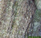 Laurel Oak bark (Quercus laurifolia)