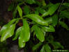 Laural oak - detail image of  leaves