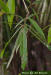 Laurel Oak leaf (Quercus laurifolia)