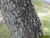 Image - Mahogany tree bark on a mature tree