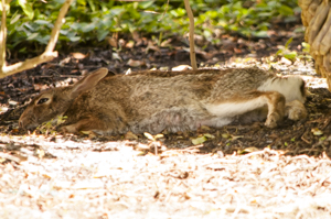Female cottontail resting under cover