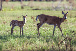White tailed deer -Doe and fawn