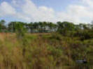 Photo of freshwater marsh located in a pineland depression