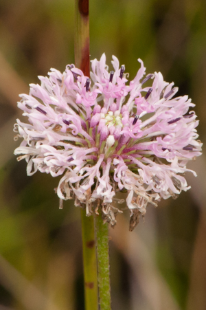 Marshallia graminifolia - flower close-up