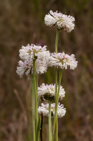 Marshallia graminifolia flowers