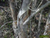Melaleuca tree bark