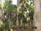 Image - Photo of the interior of a Cabbage Palm Hammock.