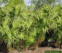 Saw Palmetto tree