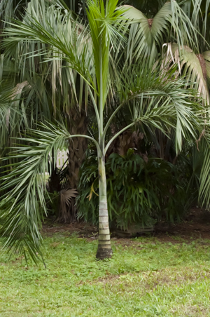 Buccaneer palm tree