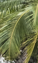 Pinnate leaf of a coconut palm