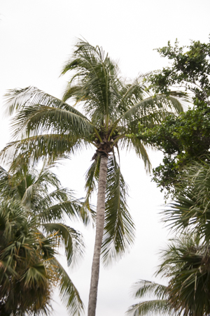Coconut palm tree - Cocos nucifera