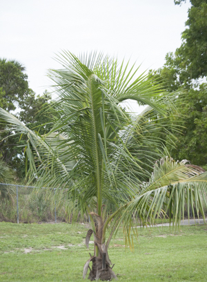 Immature coconut palm