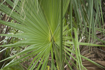 Example of a costpalmate leaf form