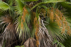 Everglades Palm berries