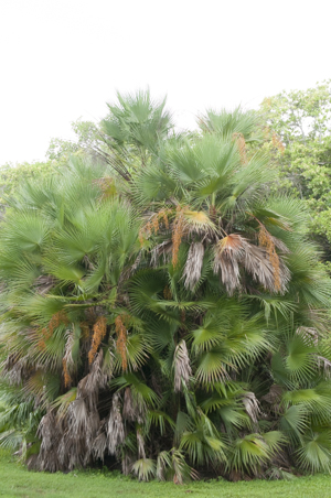 Everglades Palm - Acoelorraphe wrightii
