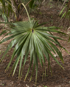 Florida thatch Palm - leaf detail