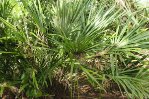Needle palm - Rhapidophyllum hystrix
