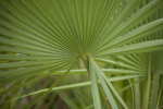 Example of a palmate leaf form