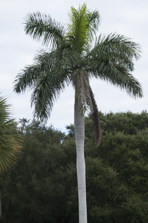 Florida royal palm - Roystonea regia
