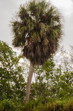 Florida state tree - Sabal palmetto