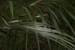 Silver palm frond showing silver colored underside of leaf