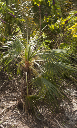 Florida silver palm - Coccothrinax argentata