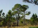 Image -  Photo of Wet Pine Flatwoods