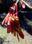 Red Maple tree "Samara" or winged fruit that hold the seed.