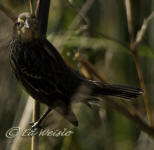 Adult female Red-winged Blackbird