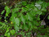 Red Maple leaves