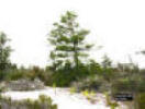 Image - Sand Pine and Oak scrub