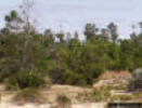 Image - Sand Pine scrub