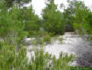 Image - Sand pine and Florida Rosemary scrub