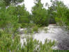Sand Pine saplings