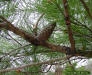 Sand Pine Cones