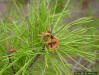 Sand pine pollen cones