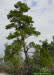 Sand Pine tree