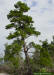 Go to Sand Pine description