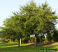 Go to - Sand Live Oak description