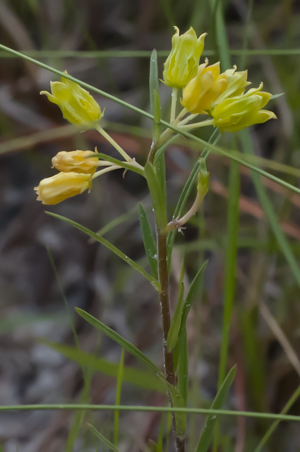 Savannah Milkweed - Asclepias pedicellata