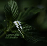 Scorpian tail flower