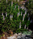 Sky-blue Lupine plant (Lupinus diffusus) 