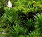 Image - Spanish bayonet plant